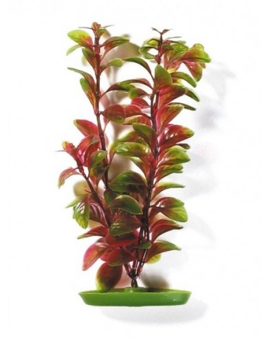 MARINA AQUASCAPER GDE.  LUDWIGIA ROJA...