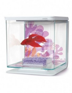 MARINA BETTA KIT - Flower