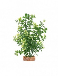 Fluval Plant Bacopa Verde,20cm