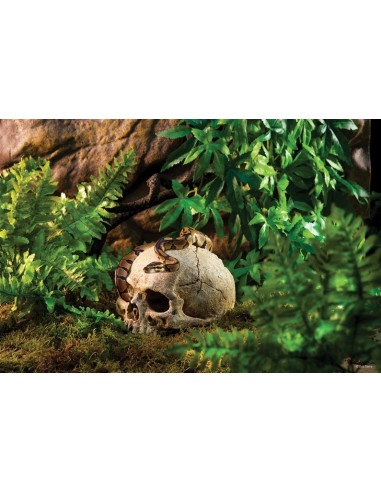 EXO TERRA PRIMATE SKULL