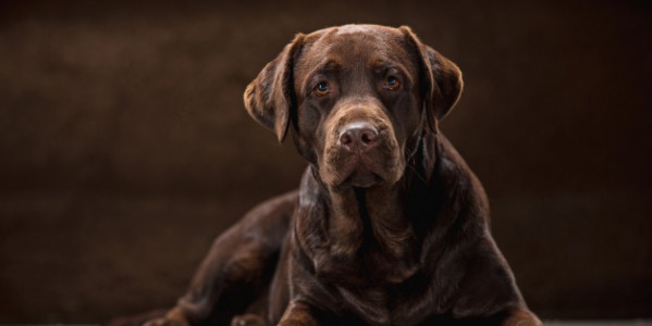 El Labrador Retriever. Uno de los perros más inteligentes y sociables del mundo