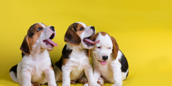 La familia crece. ¡Cachorro en casa!